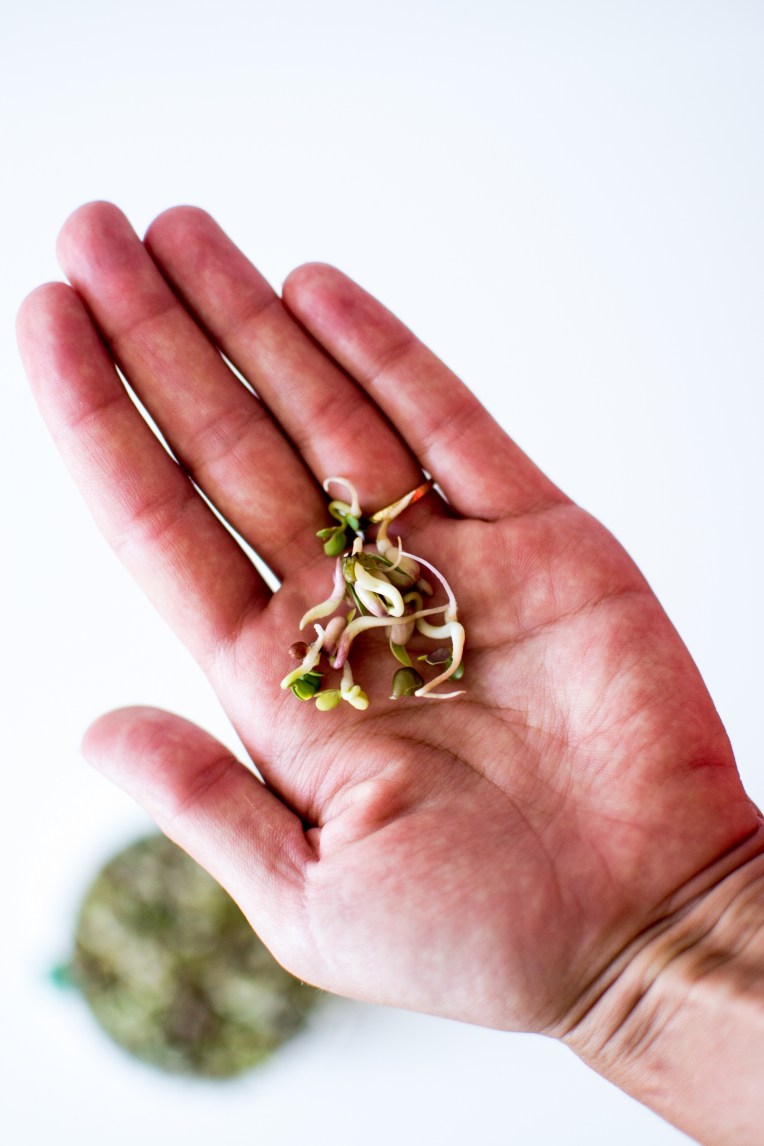 Graines germées (1)