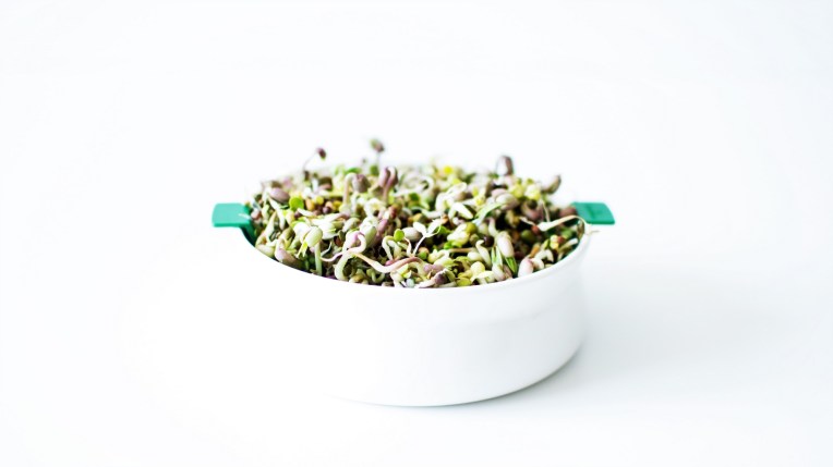 Graines germées (2)