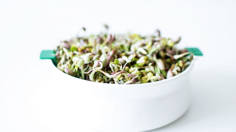 Graines germées (3)