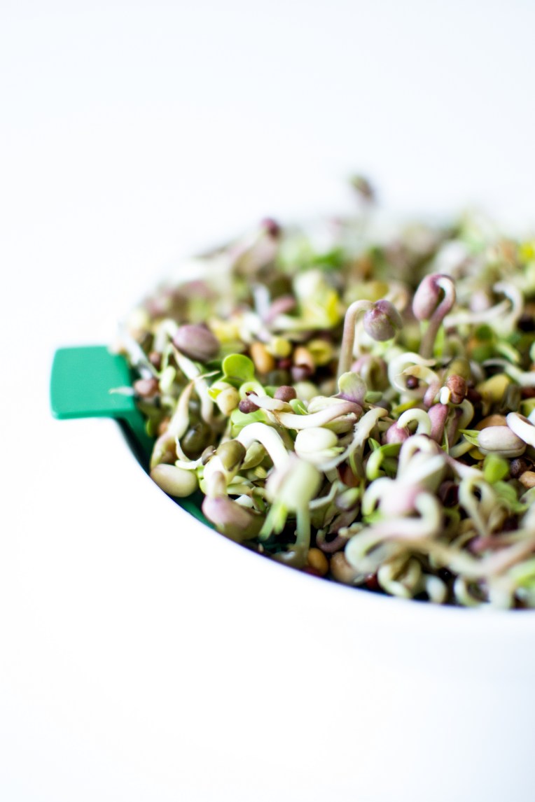 Graines germées (4)